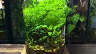 I Made a No-Filter Shrimp Jar Ecosystem, Here&rsquo;s How!