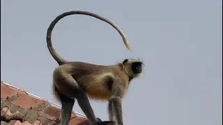 Kondamucchu 🐒longur😱