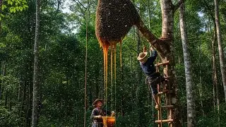 High Risk Wild Honey Harvest on a 200 Meter Tree