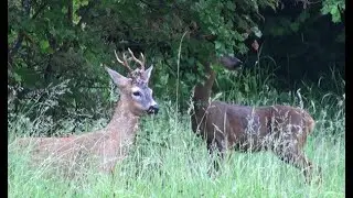 Deer, Roe deer, its raining. Roe doe browses, buck ruminates, shakes & licks after shower in Stroud