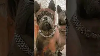 The Rare Chinese Chongqin Dog of China 🇨🇳