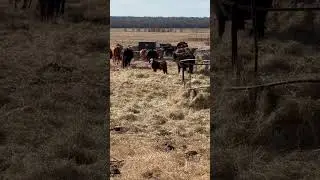 Funny little calves. Just watching them play an run is enough to keep doing this. #blessed #bovine