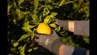 Orangen Portugal Quinta dos Passaros