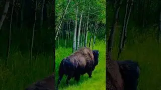 Bison 🦬 Elk National Park Canada #canadalife #canada2023 #shortsvideo #canadavlogs #shorts #short