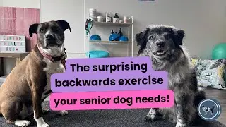 Easy Senior Dog Exercise to Improve Strength, Balance & Arthritis Pain Relief | Backwards Walking