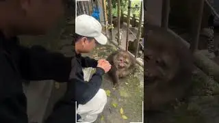 #funnyanimals #FunnyJobs