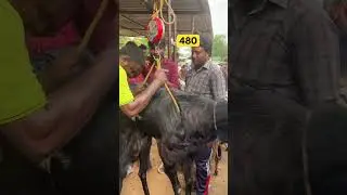 Tirupati Sheep market #sheeps #sheepfarming