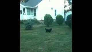 the fuji dog