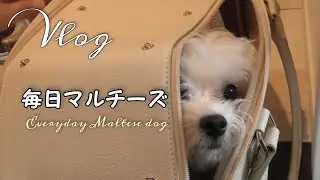 【Ｖｌｏｇ】１週間毎日マルチーズ｜ゴンドリーンGongdreen犬の紅茶飲んでみた｜愛犬が飼い主に内緒で散歩に持って行ったものとは｜歯磨きできるようになったよ｜トリミングでシルクの毛並み