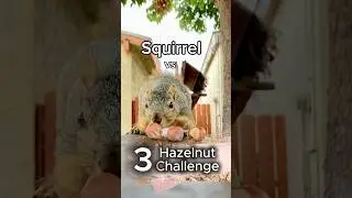 Squirrel vs the 3 Hazelnut Challenge #animals #games #fun #show #reels #feed #play #live #india #fyp