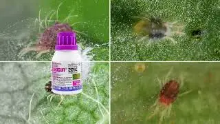 SHOGUN&reg; 20SC &ndash; GIẢI PH&Aacute;P ĐỘT PH&Aacute; MỚI TRONG QUẢN L&Yacute; NHỆN ĐỎ!