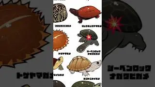 types of turtle 🐢 #animals #shaorts #cute #scary #sea #trending