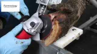Electrical Hoof Trimming Chute