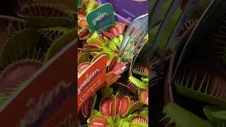 Planta carn&iacute;vora, a natureza &eacute; bonita&hellip; e eficiente