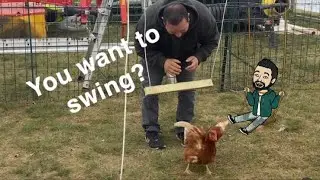 Chickens swing? Really! #homesteadvlog #chicken #lgd.