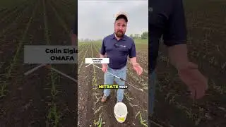 Sidedress N strategies