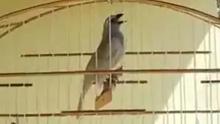 MUTAÇÃO TIO JOÃO PEDRO BOI (VIRADA CARATINGA)