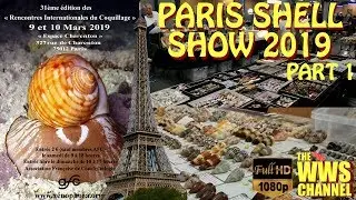 Thousands of seashells ! Paris Shell Show 2019 (France) Sea shell Collection (Part 1)