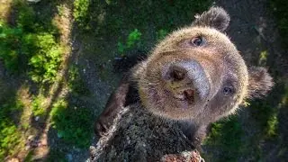 Paw-trait Bear: Close Up Of Climbing Brown Bears