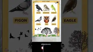 Birds Name in English | #tricks  #shorts #english #learning #selfimprovement selfimprovement