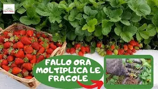 Come Moltiplicare Le FRAGOLE