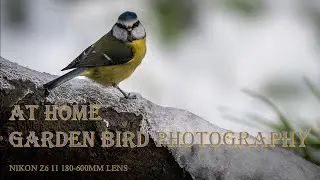 Garden Bird Photography at Home