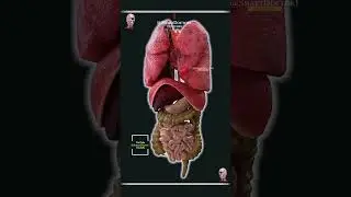Внутренние органы, как ни странно. 🫀🫁🔥