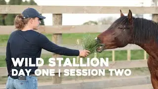 Amanda's Wild Stallion | Session Two!