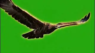 Emotional Eagle Flying Green Screen Overlay for Powerful Storytelling