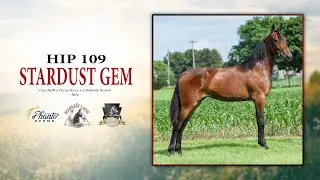 (Stardust Gem) Cue Hall x Ozzy Ozzy - Lot 109