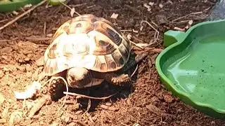 Turtle Schildi take Sunbath 🐢 #shorts #funny #animals #turtle #trending #trending #vlog #sunbathing