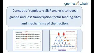 Concept of regulatory SNP analysis to reveal gained and lost binding sites for transcription factors