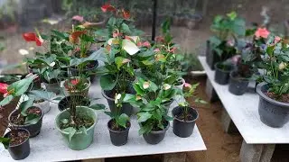 ඔන්න පිස්සු හැදෙන බිග් මදර් ප්ලාන්ට් යායක් ගෙනවා.කැමති විදිහට තෝරලා ගන්න පුළුවන් 0752878676