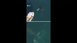 Scots fishermen rescue humpback whale entangled in rope #Whale #Scotland #News