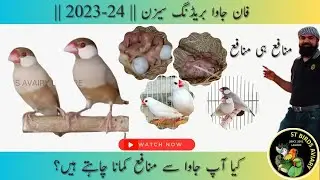 Fawn java breeding season || Java se breed kase lain || Java Breeding Tips