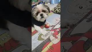 Shorts #shortvideos #viral #shorts #puppy #love #dog #party #cute #trending #pets #new #ytshorts #yt