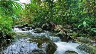 Struggling to Fall Asleep? Drift Off Naturally with the Soothing Sound of a River