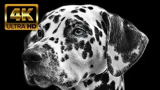 4K Free Video | Dog Videos | Creative Commons video | No Copyright
