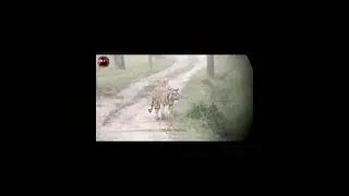 Tiger roaring in rain sound on,Oct 2022 sighting from kabini ,subscribe to channel for more videos.