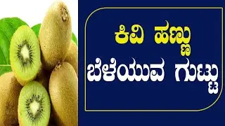 ಸಾಕಷ್ಟು ರೋಗ ನಿರೋಧಕ ಶಕ್ತಿ ಹೊಂದಿರುವ ಕಿವಿ ಹಣ್ಣು ಬೆಳೆ ಬೆಳೆಯುವ ವಿಧಾನ| Kiwi fruit benefits, cultivation