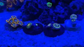 Commande REEF CORNER Zoanthus !