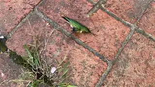 Abi and I find a dead hummingbird 😢
