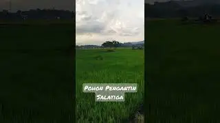 Hijau dan segar, pohon pengantin Salatiga #laguviral