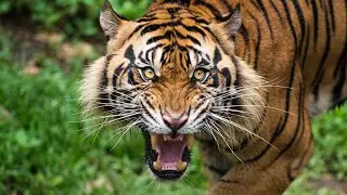 Neon tiger hd picture tiger ultra HD cheeta neon images.MGL ANIMAL