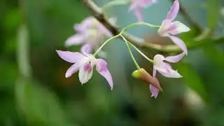 Dendrobium Chanthaboon Sakura (?)