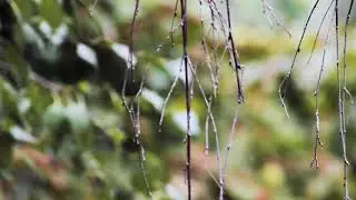 Forest #4 / music for sleep, autumn, tree, green, relax, background sounds, ASMR sounds