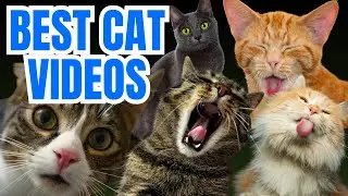 BEST CAT VIDEOS OF THE INTERNET WILD SOUNDS FEATURING KITTENS, TIGERS, AND MAJESTIC PUMAS!