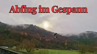 Kanadag&auml;nse auf dem Durchflug