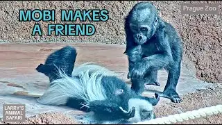 Моби и любопытная обезьянка 🐒🦍 Нежный момент в зоопарке #Моби, #МалышГорилла