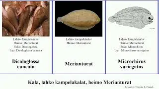 Kala, lahko kampelakalat, heimo Merianturat fish ovata variegatus cuneata Lebowitz Anturainen Dan